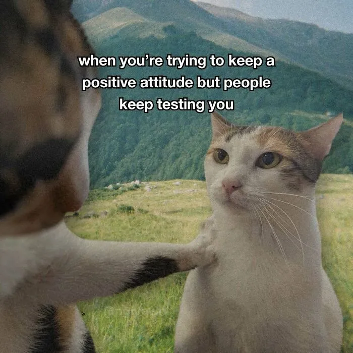 Cat meme of one cat consoling another about keeping positive attitude despite tests