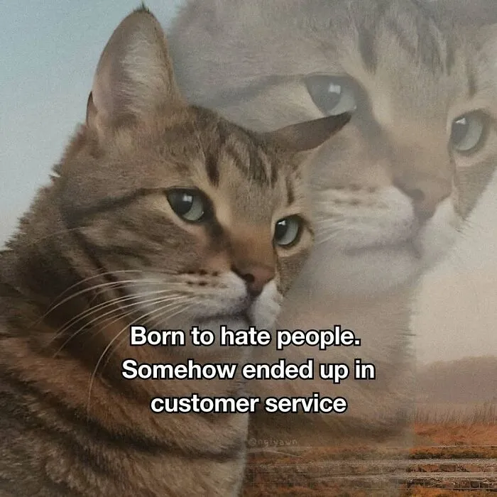 Relatable cat meme about hating people and working in customer service