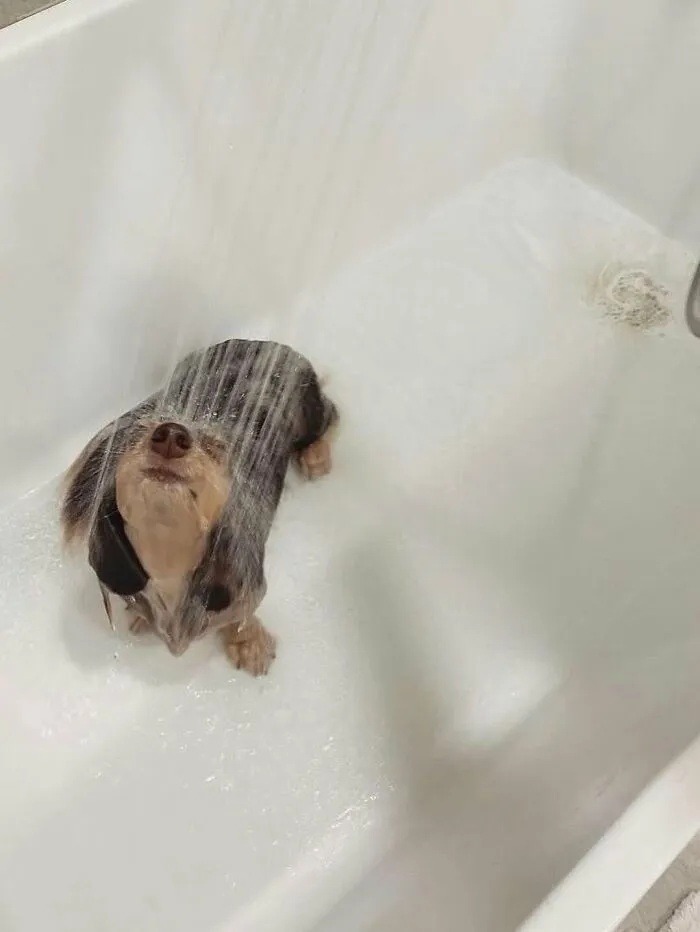 80 Times Owners ‘Betrayed’ Their Beloved Dogs By Bathing Them And Took These Photos