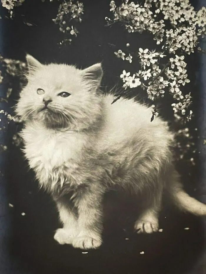 88 Fascinating Photos From The Victorian Era, As Documented By "Victorian Chronicles"