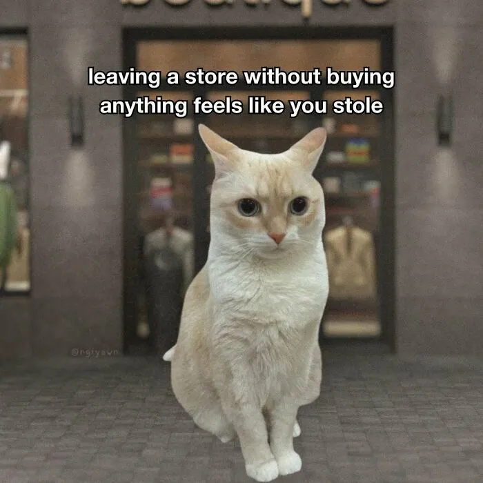 Relatable cat meme about leaving a store without buying anything feeling like stealing