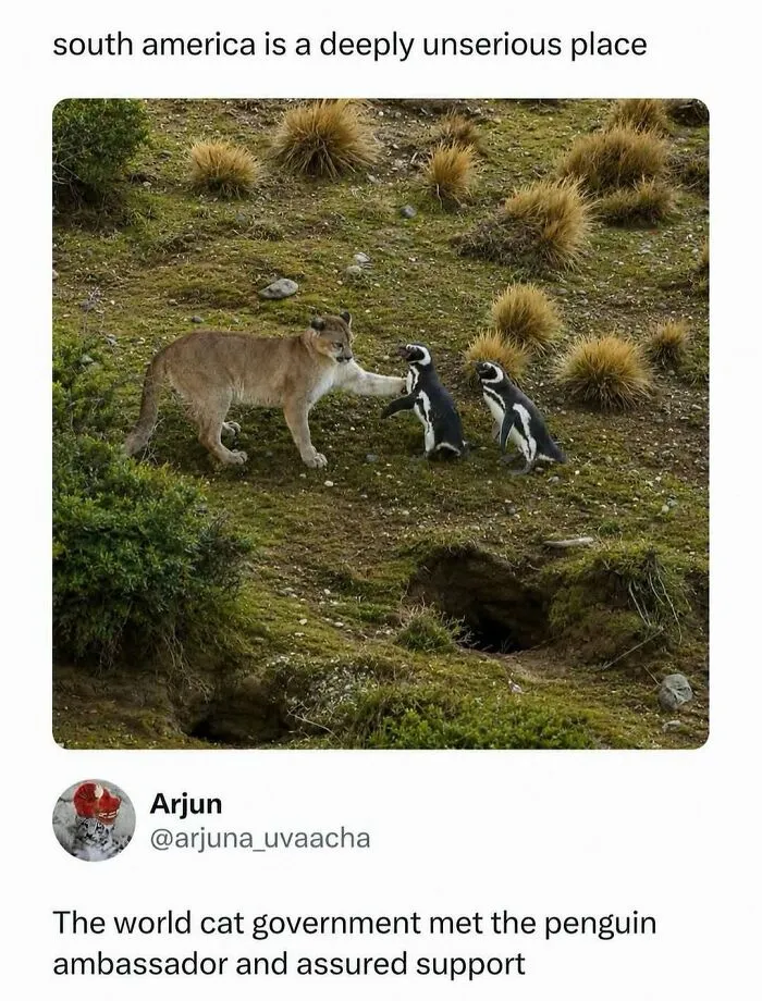 Funny meme of South America with cougar and penguins showing unserious place
