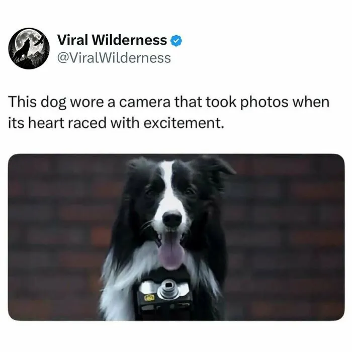 Black and white dog wearing a camera that captures photos when excited.