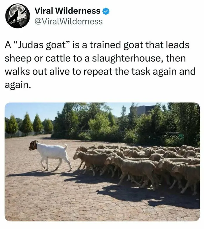 Judas goat leading sheep on a path in a nature setting