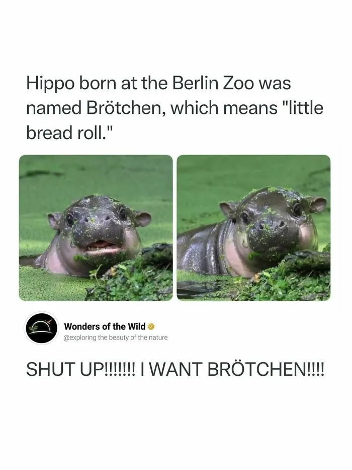Random knowledge image featuring a baby hippo named Brotchen in a green pond
