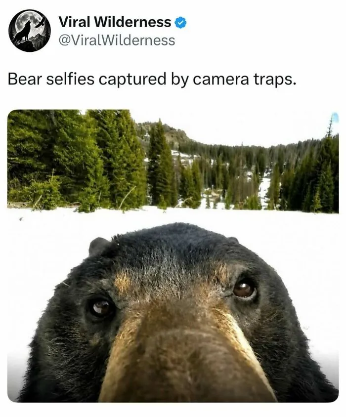 Close-up bear selfie captured by a camera trap in snowy wilderness