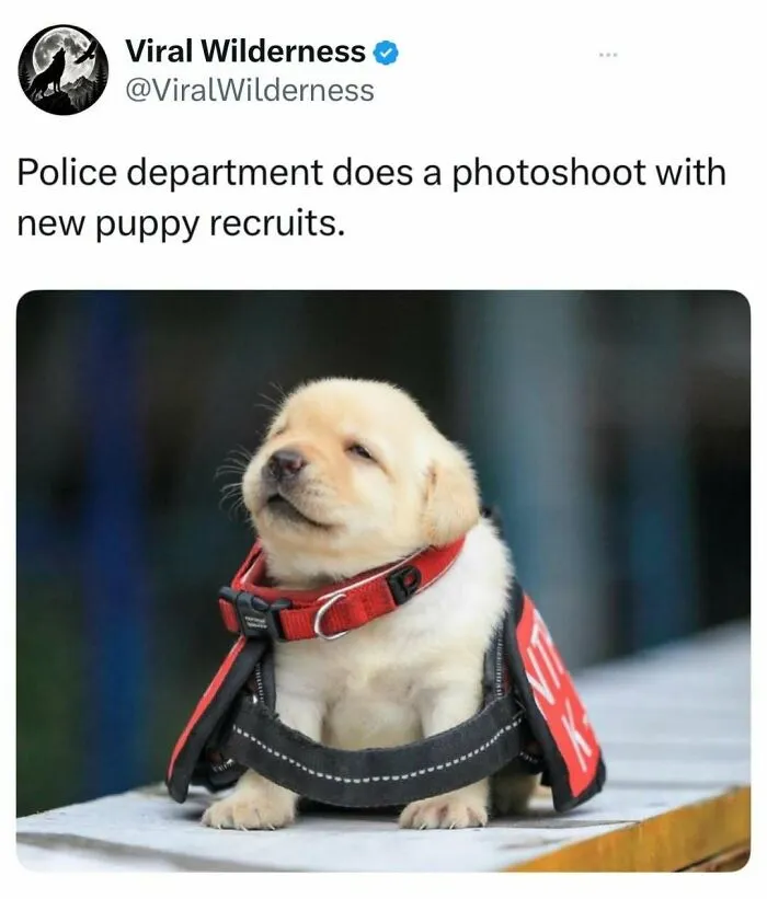 Police department photoshoot featuring an adorable yellow puppy with a red collar and vest.