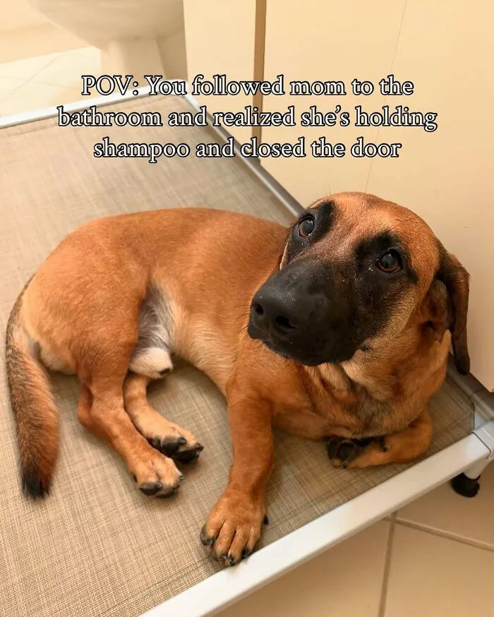 80 Times Owners ‘Betrayed’ Their Beloved Dogs By Bathing Them And Took These Photos