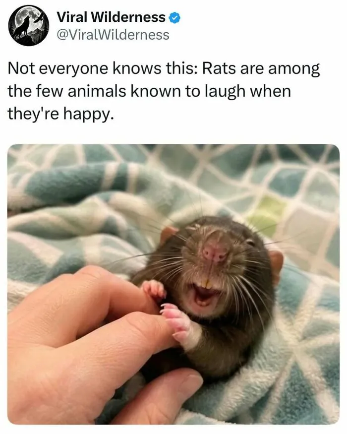 Happy rat laughing while being held in human hand