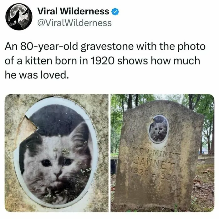 Gravestone of a kitten born in 1920 showing love for the animal in wilderness setting
