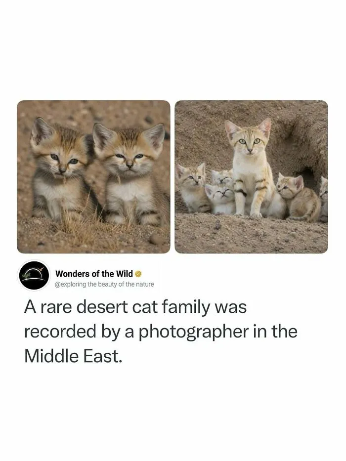 Fun and interesting facts showcasing a rare desert cat family in the Middle East