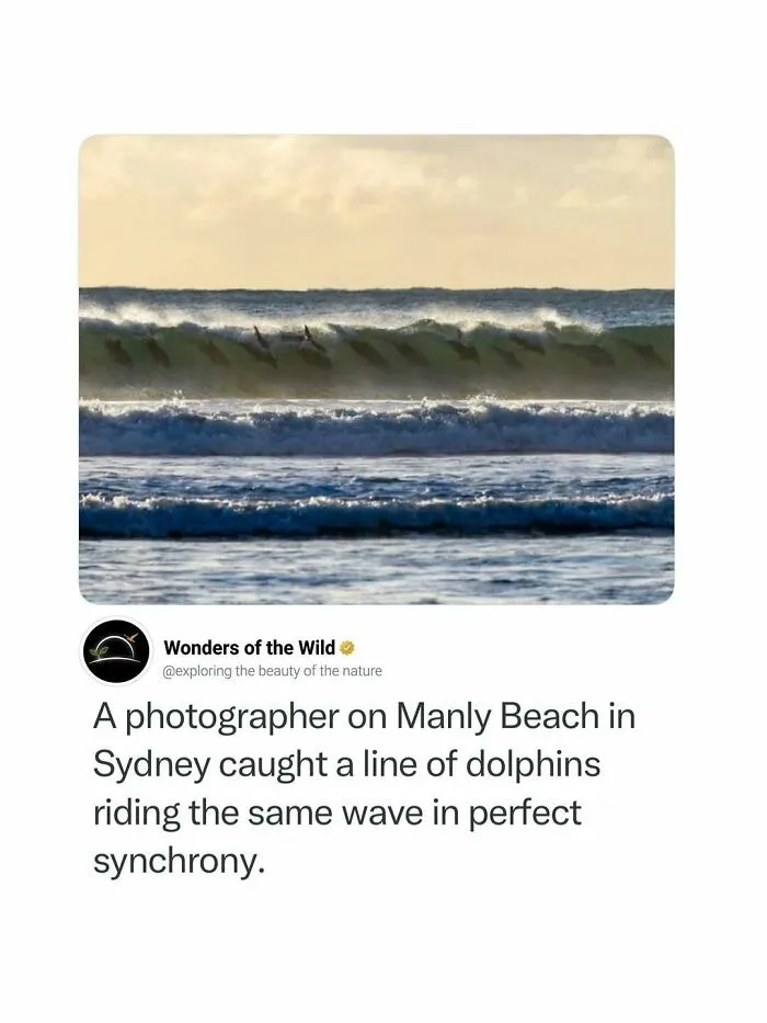 A line of dolphins riding a wave in synchrony, showcasing interesting facts about ocean life