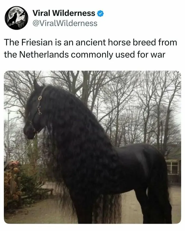 Friesian horse from the Netherlands with long curly mane, traditionally used for war