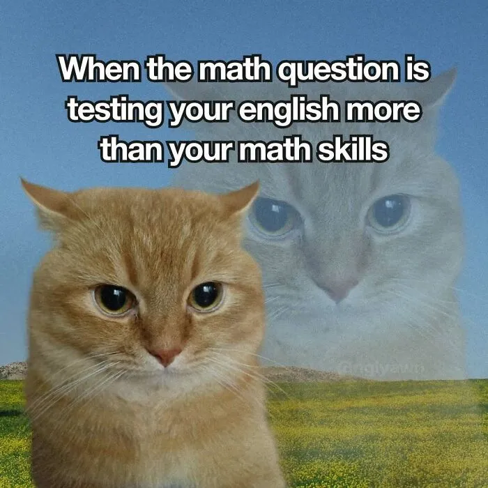 Cat meme about math questions testing English skills