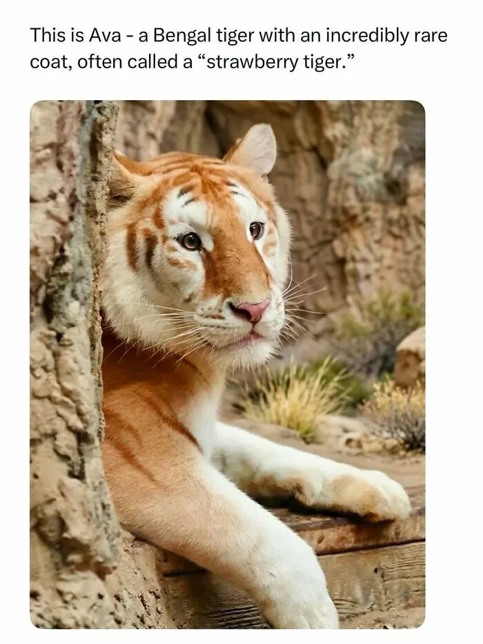 Rare strawberry coat Bengal tiger named Ava resting in natural wilderness setting