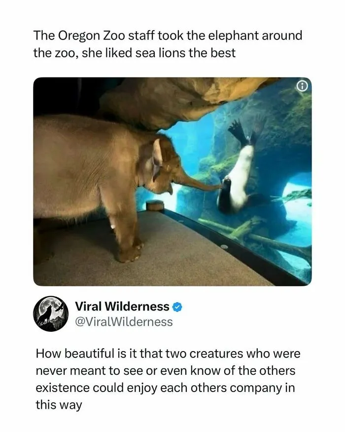 Elephant touching sea lion at Oregon Zoo wildlife encounter