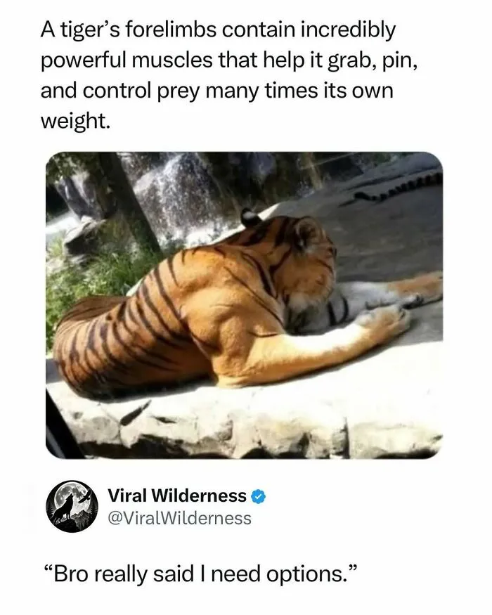 Tiger resting showing powerful forelimb muscles used to control prey