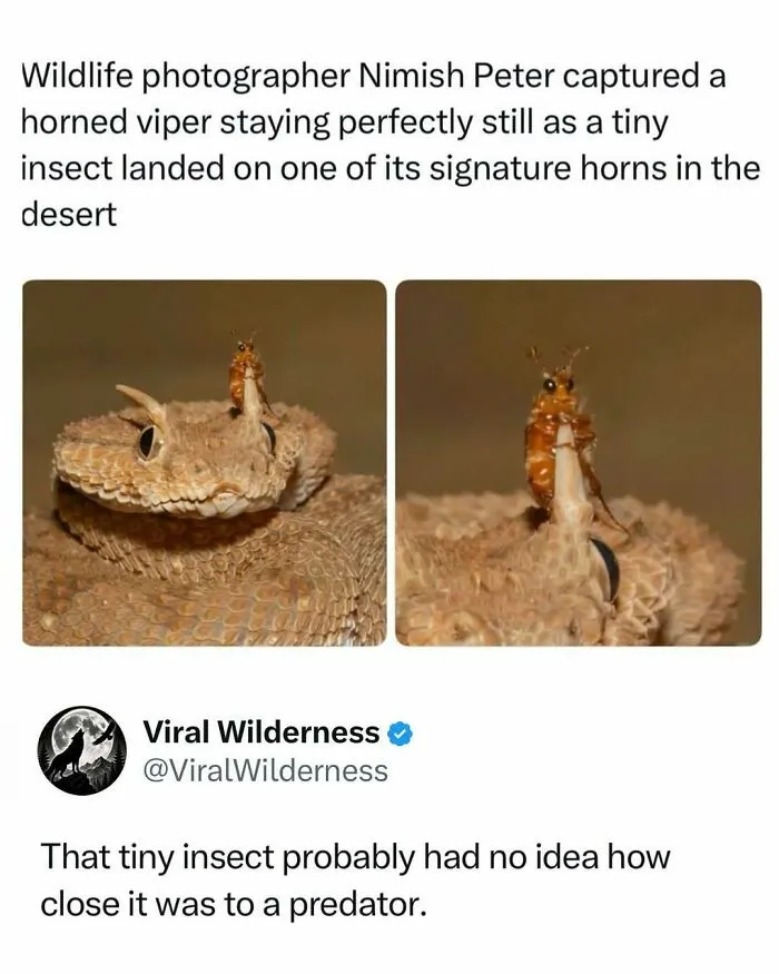 Horned viper staying still as tiny insect lands on its horn in desert wildlife photography