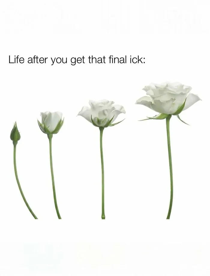 Funny memes about being a woman displaying a series of four blooming white roses on a clean white background.