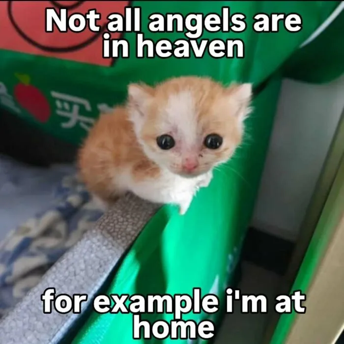 Funny-Memes-With-Cats