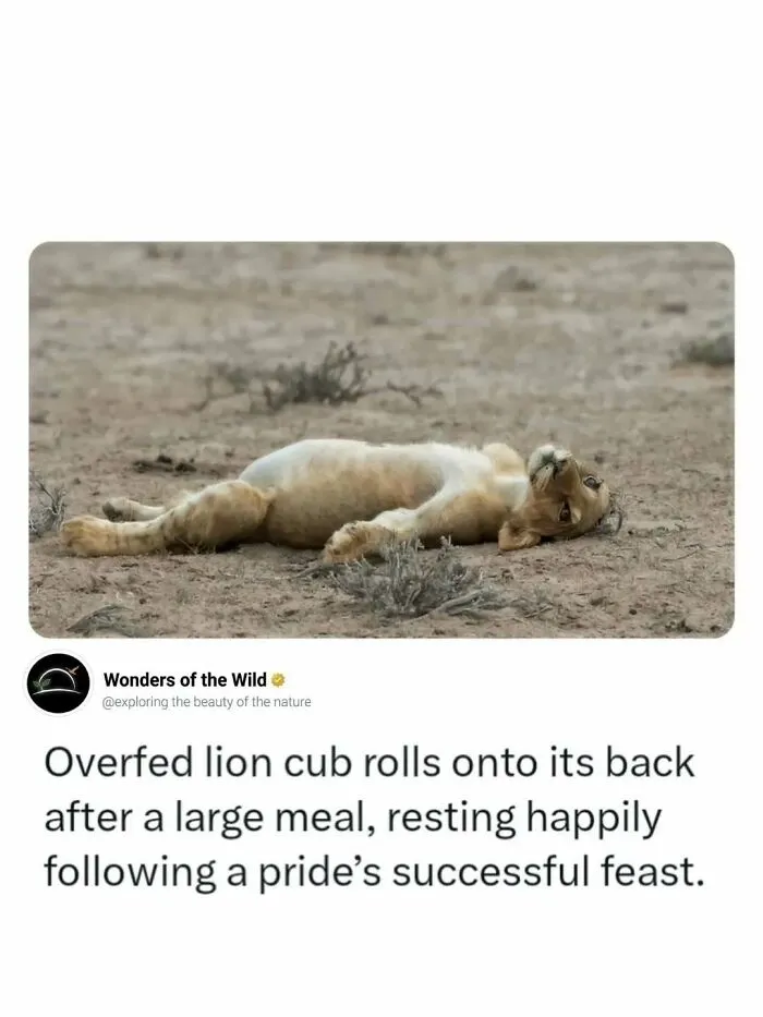 Fun facts about an overfed lion cub resting on its back after a large meal.