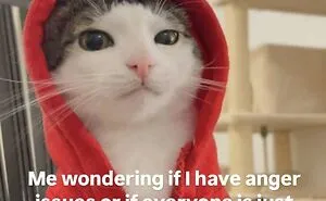 These 77 Relatable Cat Memes Are The Best Way To Start The Day With A Smile