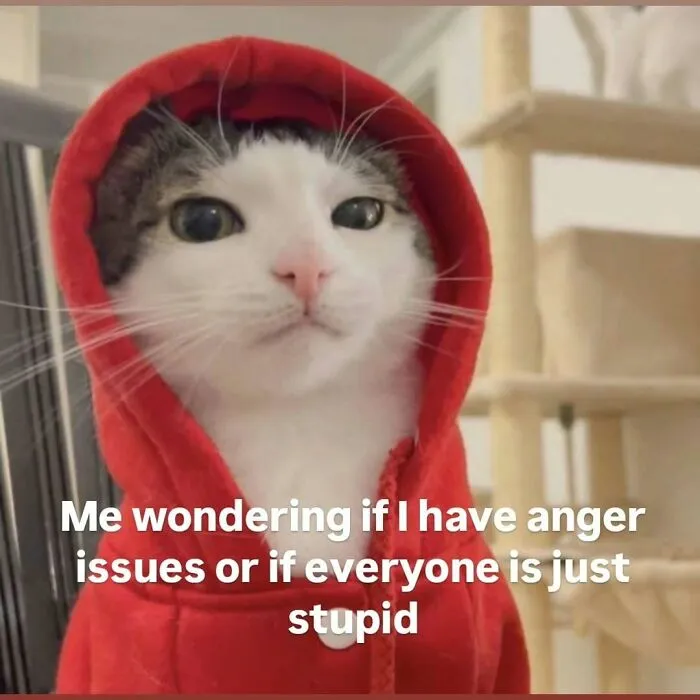 These 77 Relatable Cat Memes Are The Best Way To Start The Day With A Smile