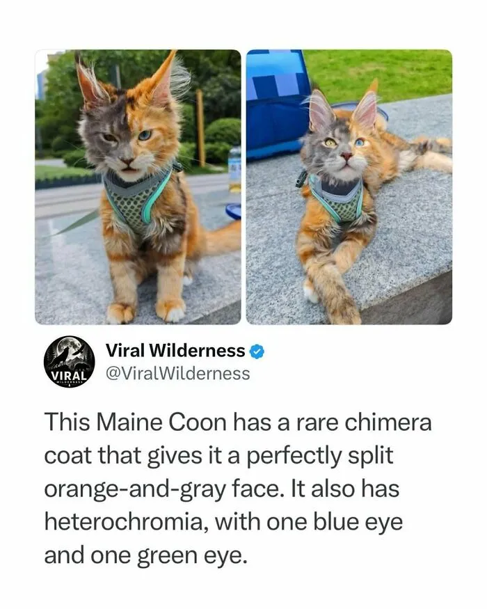 Maine Coon cat with rare chimera coat and heterochromia sitting outdoors