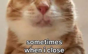 These 77 Relatable Cat Memes Are The Best Way To Start The Day With A Smile