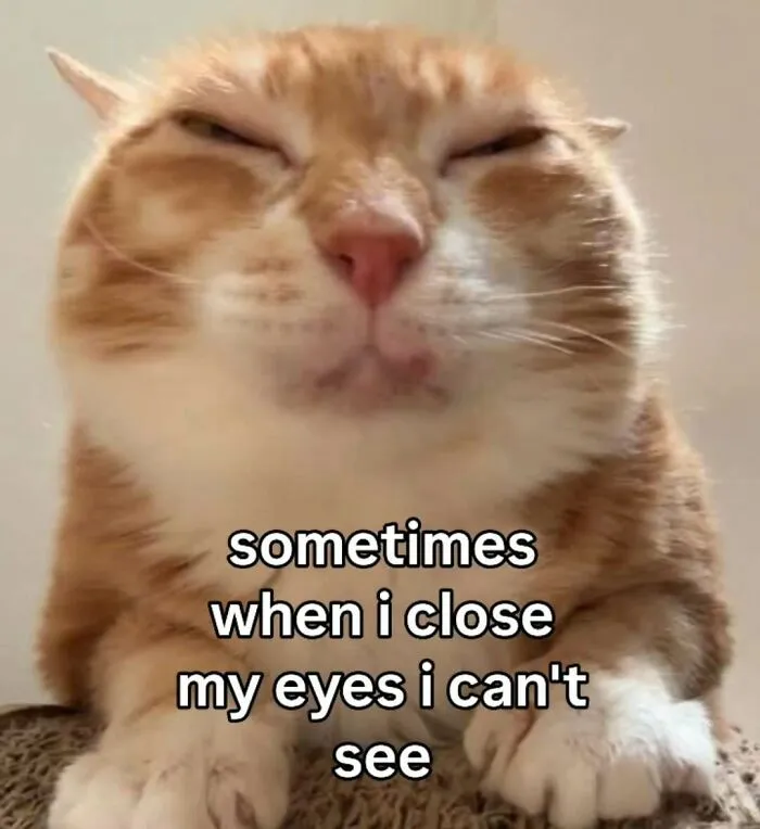These 77 Relatable Cat Memes Are The Best Way To Start The Day With A Smile