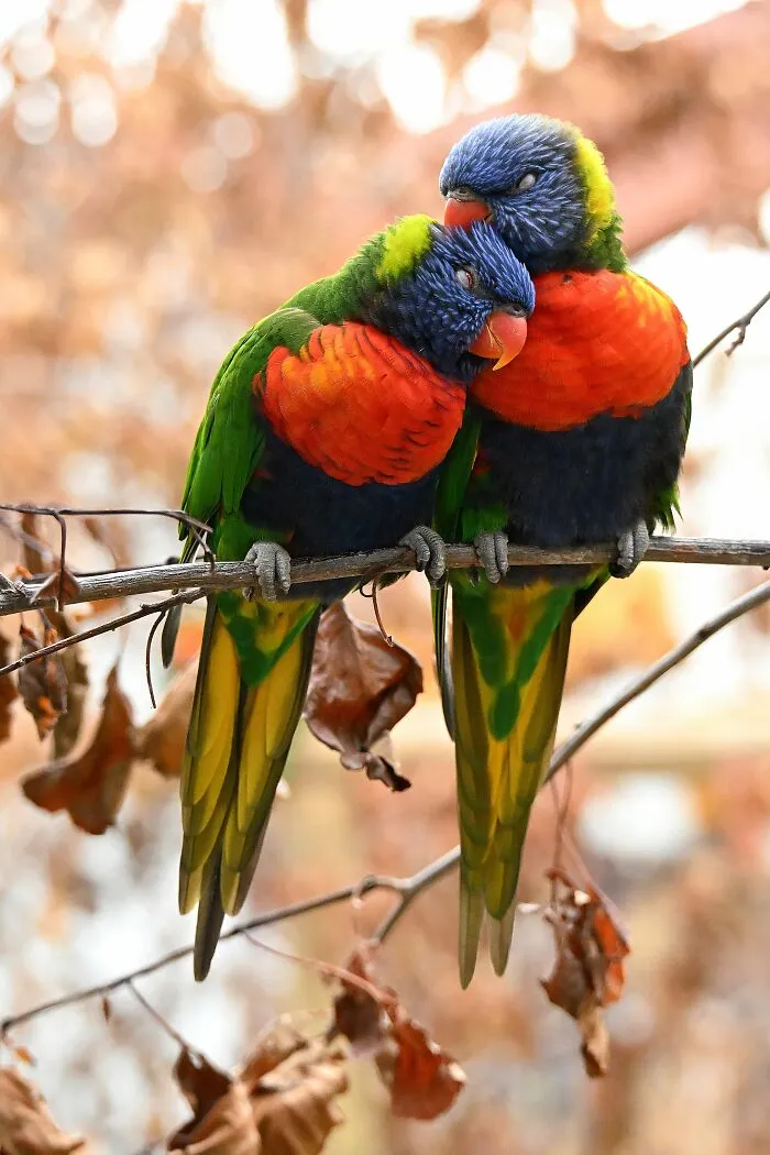 “Disguised Love Birds” By Danielle Powney