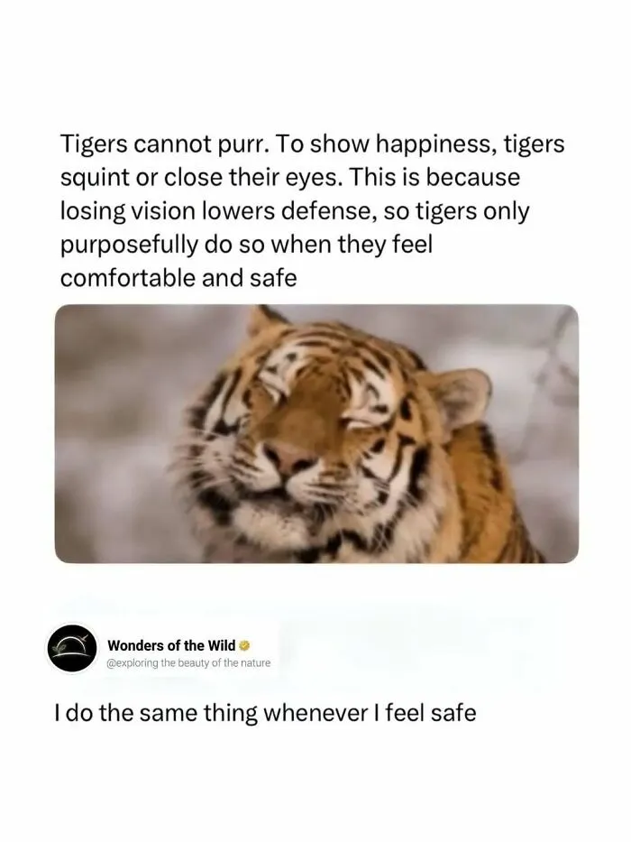 Interesting facts about tigers squinting their eyes to show happiness.