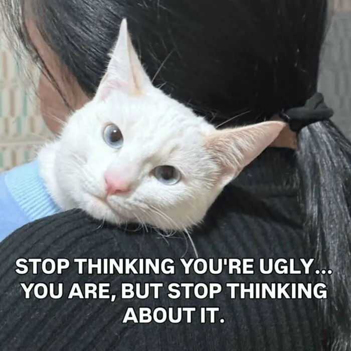 These 77 Relatable Cat Memes Are The Best Way To Start The Day With A Smile