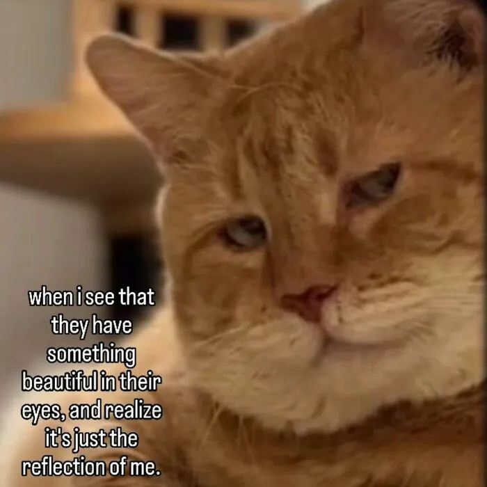 These 77 Relatable Cat Memes Are The Best Way To Start The Day With A Smile