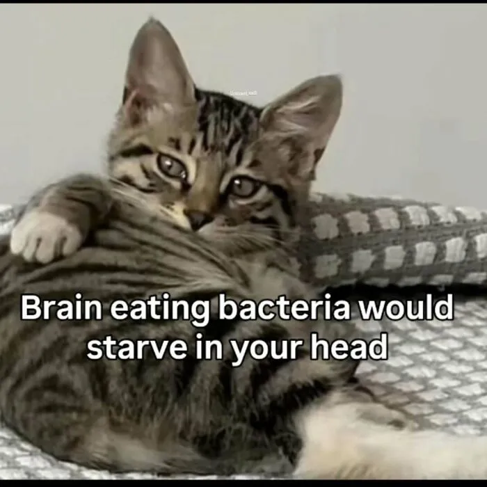 These 77 Relatable Cat Memes Are The Best Way To Start The Day With A Smile