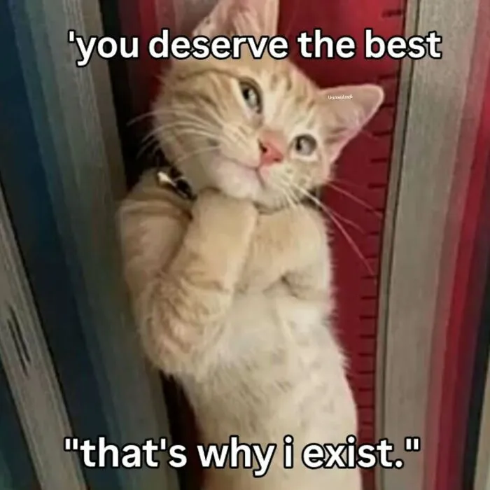These 77 Relatable Cat Memes Are The Best Way To Start The Day With A Smile