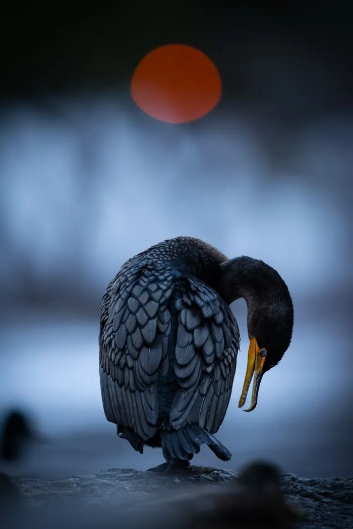Canadian Wildlife Photographer Of The Year: David Sturge