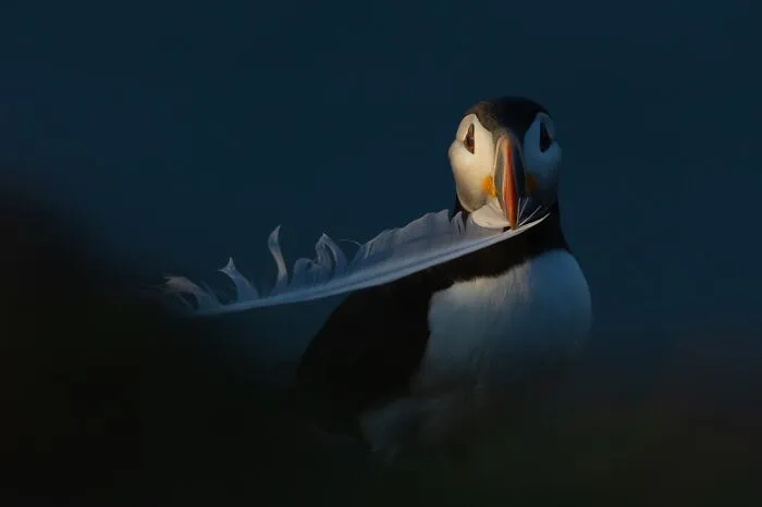 Canadian Wildlife Photographer Of The Year: David Sturge