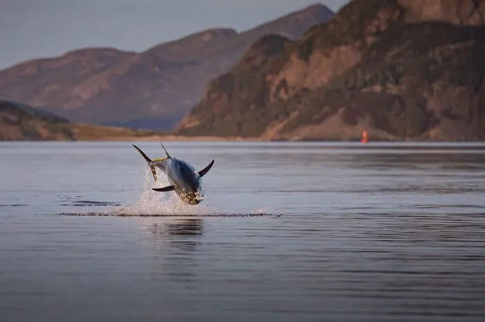 Canadian Wildlife Photographer Of The Year: David Sturge