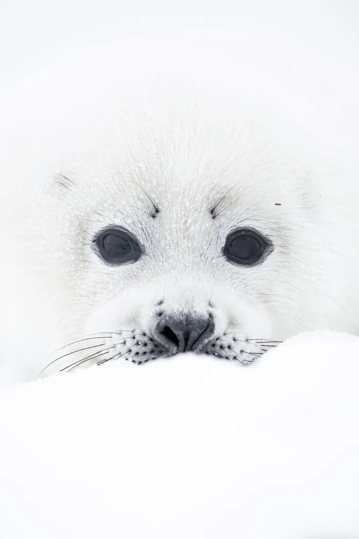 Canadian Wildlife Photographer Of The Year: David Sturge