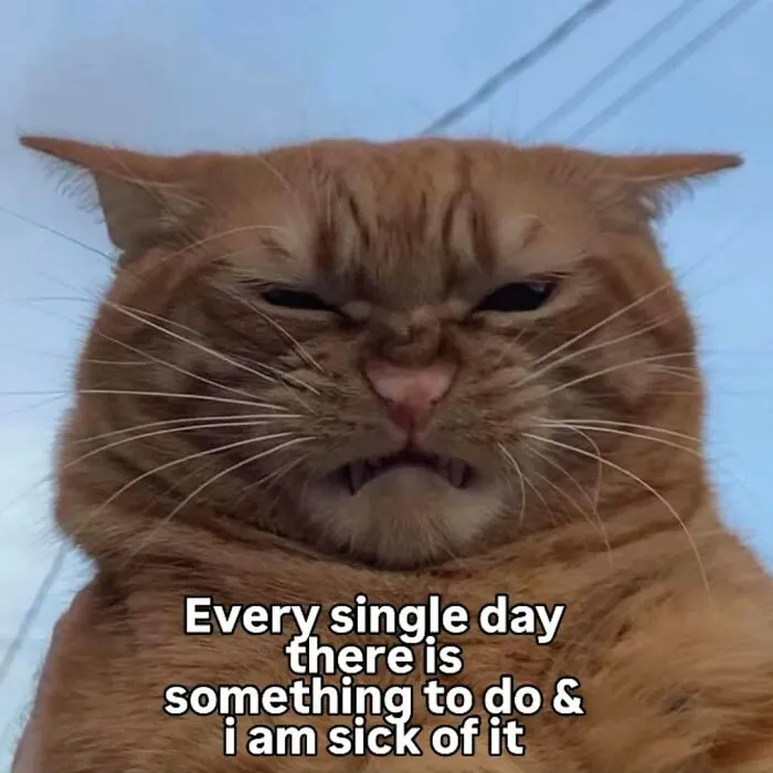 These 77 Relatable Cat Memes Are The Best Way To Start The Day With A Smile