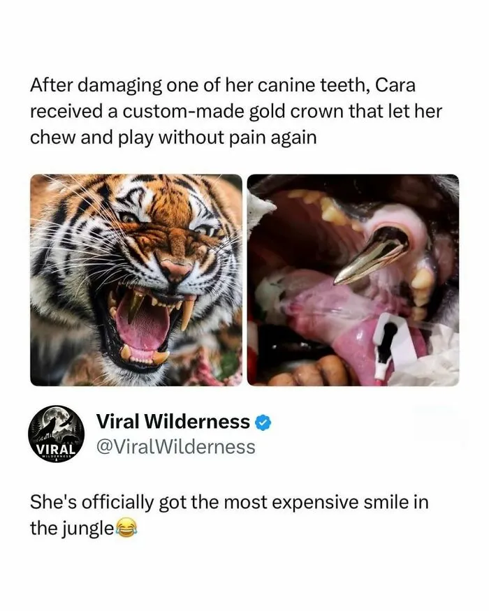 Tiger with custom gold canine tooth crown showing expensive wildlife animal dentistry