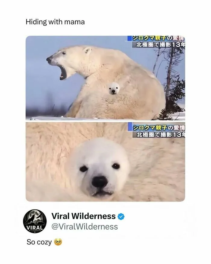 Polar bear cub hiding with mama bear looking cozy in snowy wilderness