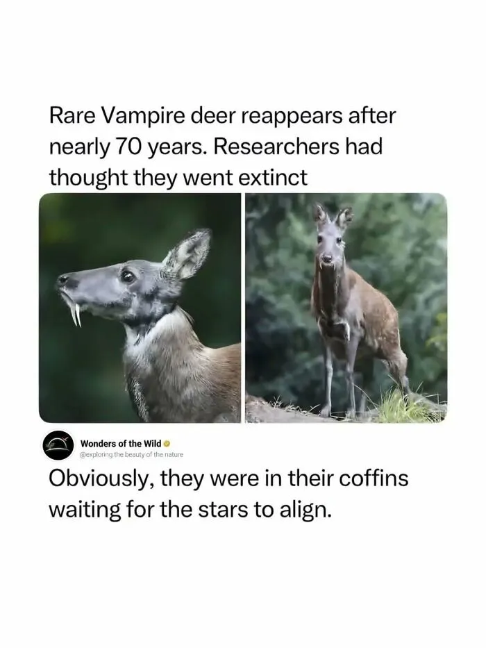 Interesting facts about the rare vampire deer that reappeared after seventy years.