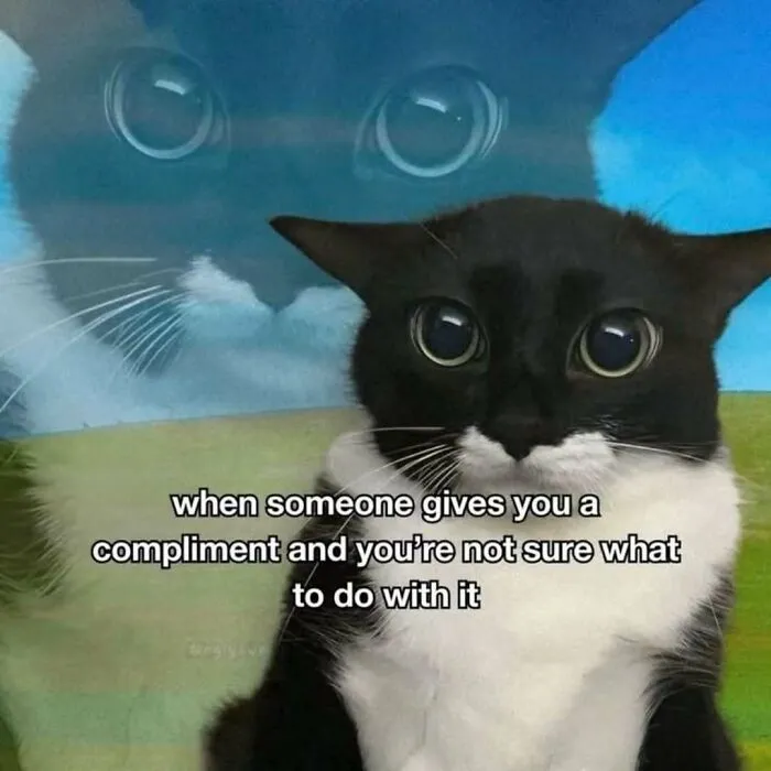 These 77 Relatable Cat Memes Are The Best Way To Start The Day With A Smile