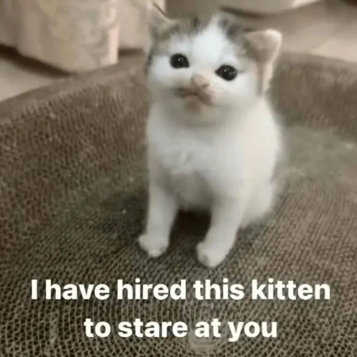 These 77 Relatable Cat Memes Are The Best Way To Start The Day With A Smile
