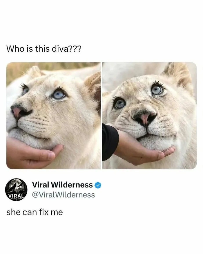 White lion cub with striking eyelashes being gently held by a human hand
