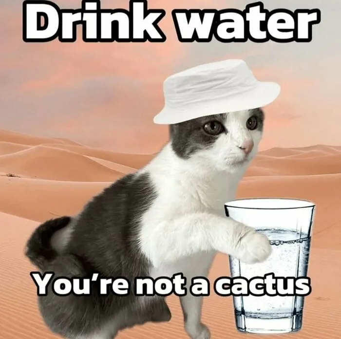 These 77 Relatable Cat Memes Are The Best Way To Start The Day With A Smile