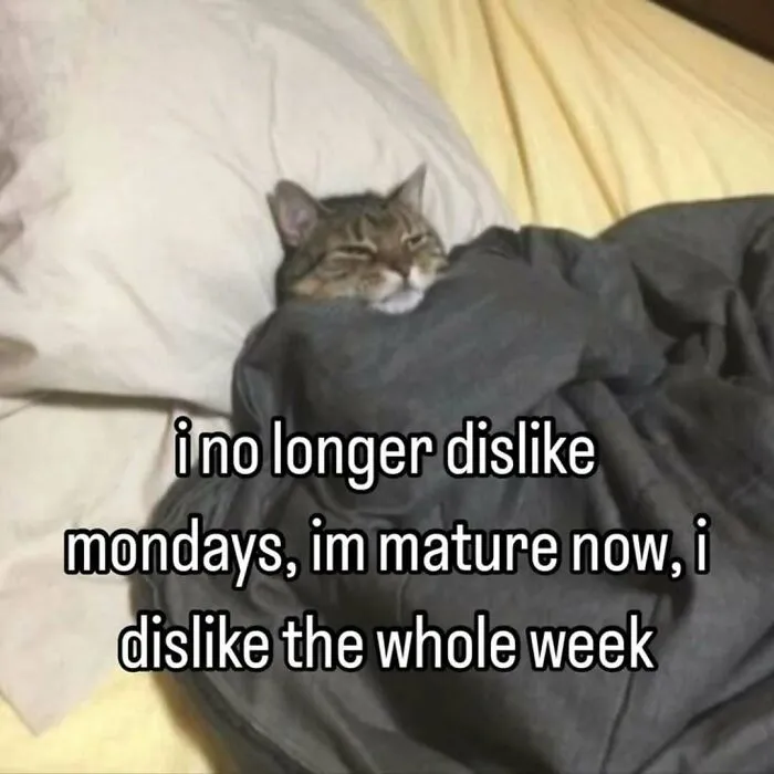 These 77 Relatable Cat Memes Are The Best Way To Start The Day With A Smile