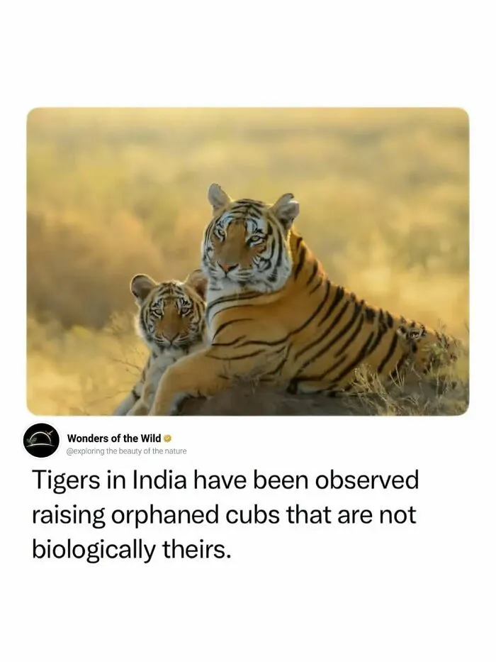 Fun facts about a mother tiger with her cub in the wild.